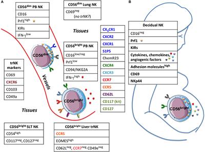 Molecular Mechanisms Directing Migration and Retention of Natural Killer Cells in Human Tissues